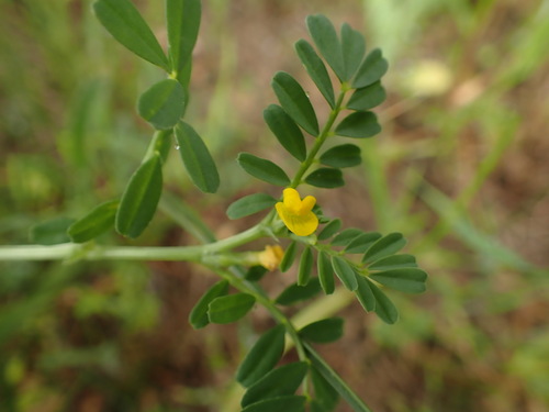 Hippocrepis biflora (Hippocrepis biflora)