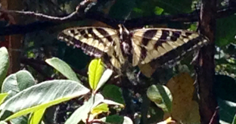 iNaturalist observation photo of Pale Swallowtail