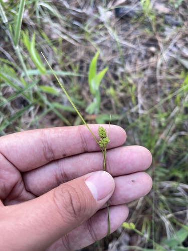 Hirsute sedge (Carex complanata)