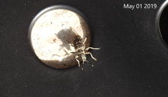 Rhagium inquisitor rugipenne