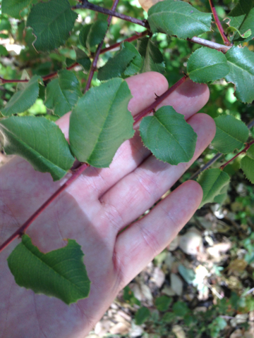 iNaturalist observation photo of hollyleaf cherry