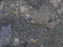 Oreonectes platycephalus