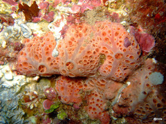 Hemimycale columella