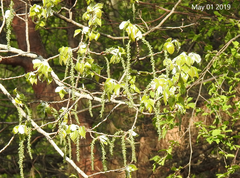 Populus tomentiglandulosa