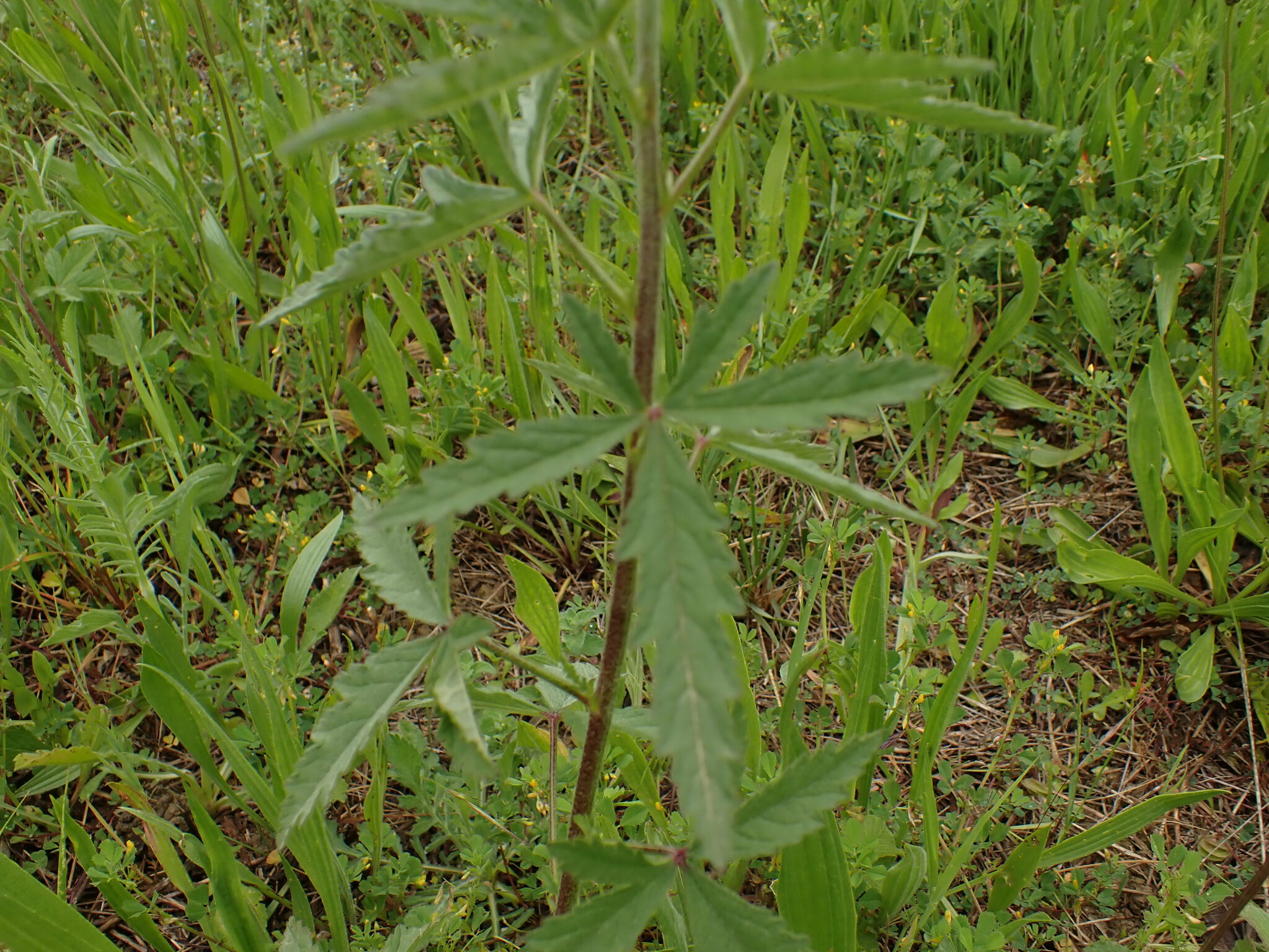 Imagem de Malva-cannabis