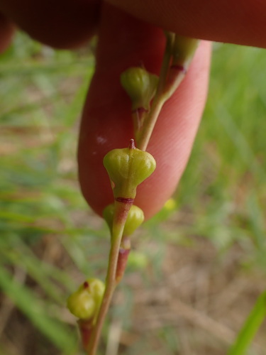 Myagrum perfoliatum iNat (2)