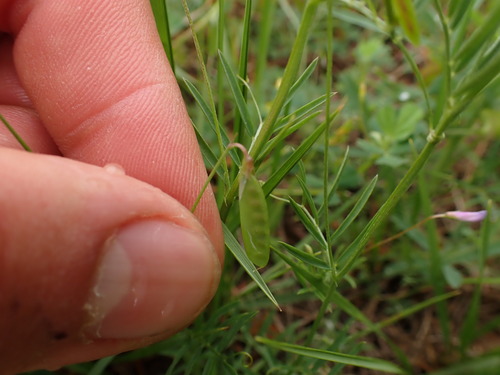 Image of Vicia parviflora by (c) Franck Cabot, some rights reserved (CC BY)