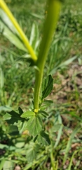 Barbarea vulgaris