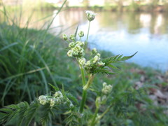 Chaerophyllum temulum
