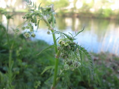 Chaerophyllum temulum