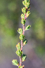 Cliffortia polygonifolia polygonifolia