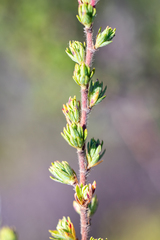 Cliffortia polygonifolia polygonifolia