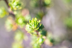 Cliffortia polygonifolia polygonifolia