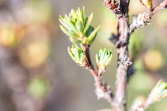 Cliffortia polygonifolia polygonifolia