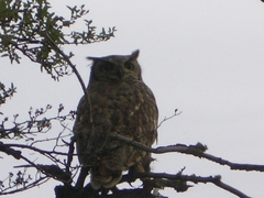 Bubo virginianus magellanicus