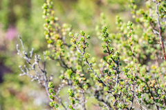 Cliffortia polygonifolia polygonifolia
