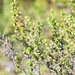 Cliffortia polygonifolia polygonifolia - Photo (c) magriet b,  זכויות יוצרים חלקיות (CC BY-SA), הועלה על ידי magriet b
