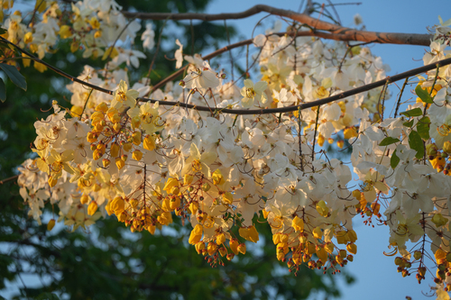 Cassia × nealiae
