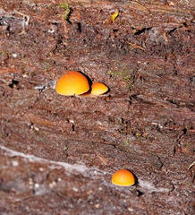 Gymnopilus austropicreus