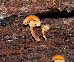 Gymnopilus austropicreus