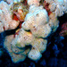 Honeycomb Sponge - Photo (c) Albertini maridom, some rights reserved (CC BY-NC), uploaded by Albertini maridom