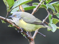 Yellow-Tufted Dacnis photo 3