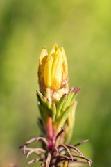 Ursinia quinquepartita