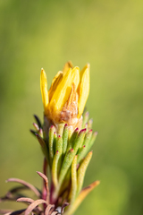 Ursinia quinquepartita