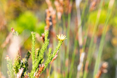 Ursinia quinquepartita