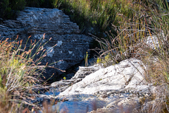 Ursinia quinquepartita