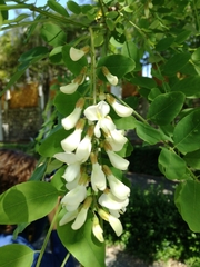 Robinia pseudoacacia