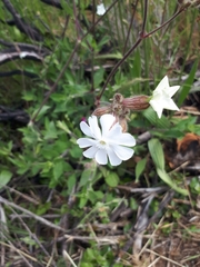 Silene latifolia