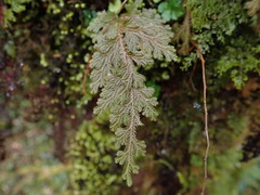 Selaginella involvens