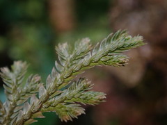 Selaginella involvens