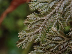 Selaginella involvens