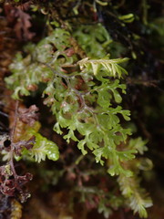 Hymenophyllum polyanthon