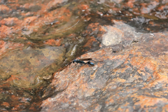 Chalybion japonicum