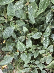 Strobilanthes maculata