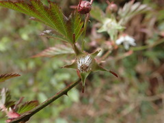 Rubus trianthus