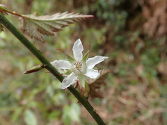 Rubus trianthus
