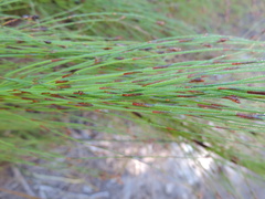 Rhodocoma capensis