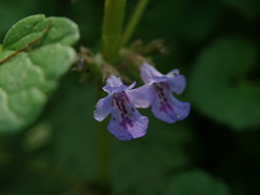 Glechoma hederacea