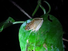 Craugastor fitzingeri