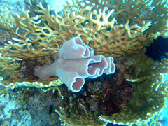 Callyspongia siphonella
