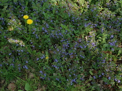 Glechoma hederacea