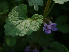 Glechoma hederacea