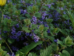 Glechoma hederacea