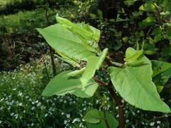 Reynoutria × bohemica