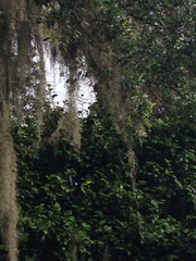 Thryothorus ludovicianus