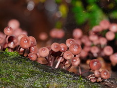 Mycena kurramulla